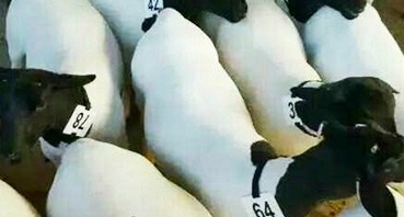 如何加工牛羊飼料？